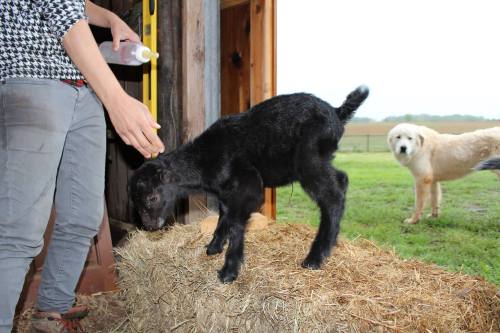 A person feeds a black goat on a hay bale, with a golden retriever watching in the background.