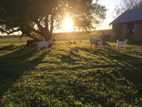 Goats grazing in a sunlit field with a large tree and a barn in the background during sunset.