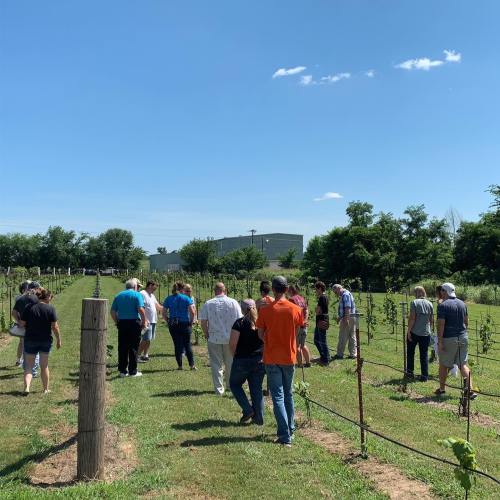 A group of people walking through a vineyard on a sunny day, with rows of grapevines and trees in the background.