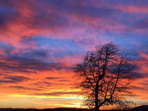 Silhouetted tree against a vibrant sunset with colorful clouds in shades of orange, pink, and purple.