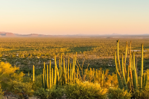 A vast desert landscape at sunset, featuring tall cacti and distant mountains under a warm, colorful sky.