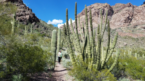 A person walking on a trail surrounded by tall cacti and rocky mountains under a clear blue sky.