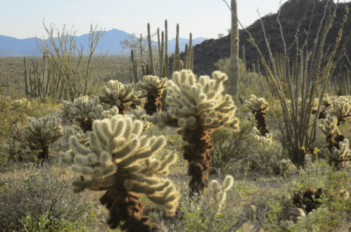 A desert landscape featuring various cacti, including cholla and saguaro, with mountains in the background.