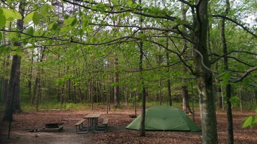 A green tent set up in a wooded area with a picnic table and fire pit surrounded by trees and fallen leaves.