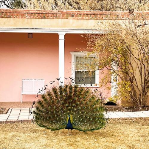 A peacock displays its vibrant feathers in front of a pink house with a white bench and autumn foliage.
