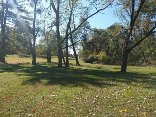 A sunny park scene with trees casting shadows on a grassy area, featuring a clear blue sky and scattered autumn leaves.