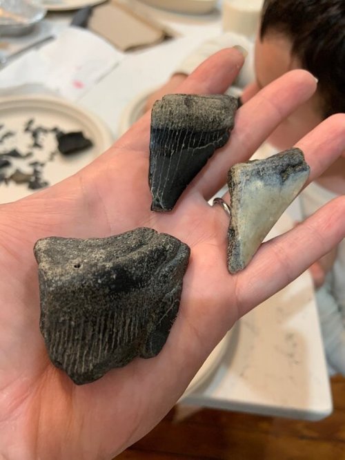 A hand holding three fossilized shark teeth, varying in size and color, against a blurred background.