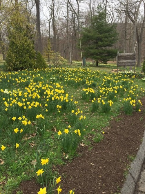 A vibrant field of yellow daffodils blooms among trees in a serene garden setting.