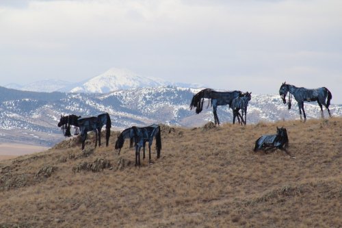 A group of horses covered in black material stands on a grassy hillside with mountains in the background.