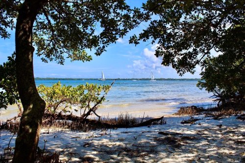 A serene beach scene with trees framing the view of the water and sailboats in the distance under a blue sky.