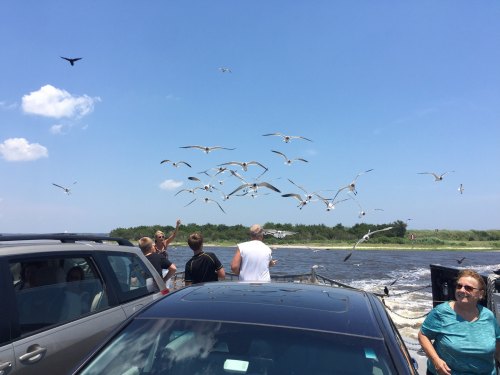 A group of people on a boat feeding seagulls under a clear blue sky, with cars parked nearby.