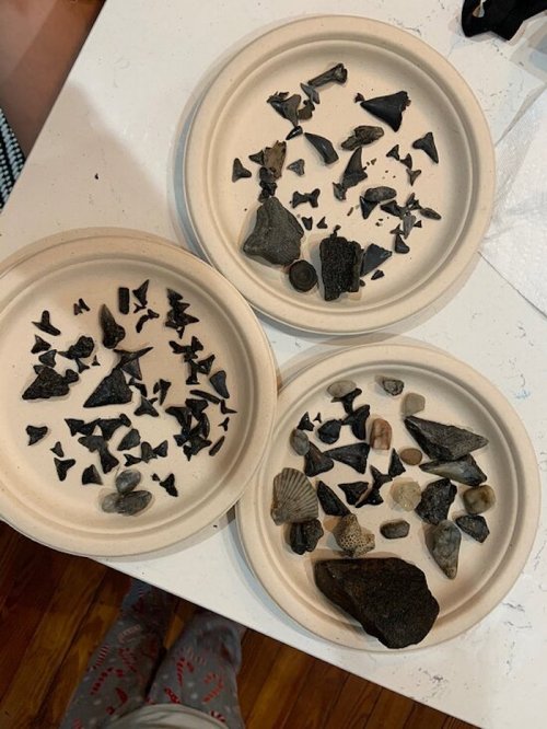 Three paper plates arranged on a table, each filled with various fossilized shark teeth and shells.