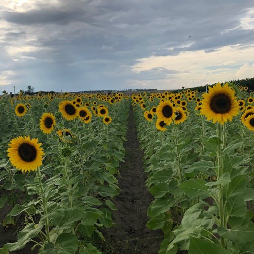 A field of vibrant sunflowers stretches towards a cloudy sky, with rows of tall green stems and bright yellow blooms.