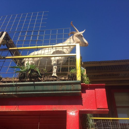 A goat standing on a ledge surrounded by a fence, with a blue sky in the background.