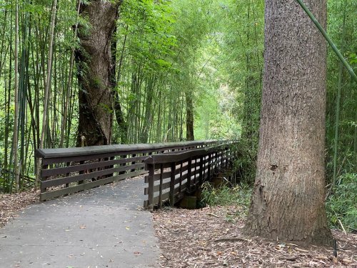 A wooden bridge over a path surrounded by tall bamboo and trees in a lush green forest.