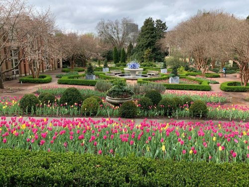A vibrant garden filled with pink tulips, neatly trimmed hedges, and a central fountain surrounded by greenery.
