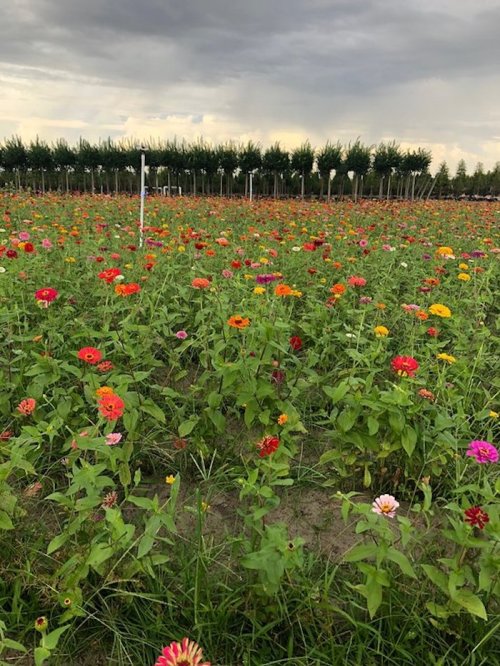 A vibrant field of colorful flowers under a cloudy sky, with rows of trees in the background.