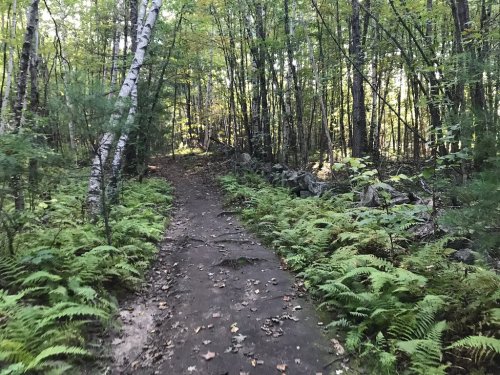 A dirt path winds through a lush forest with ferns and trees, bordered by a stone wall.