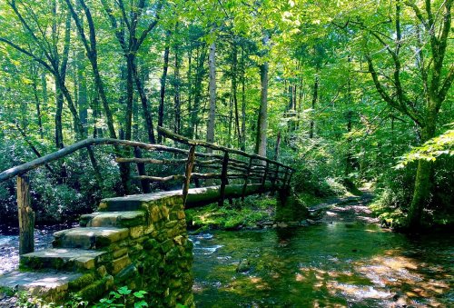 A wooden bridge over a clear stream, surrounded by lush green trees and foliage in a serene forest setting.