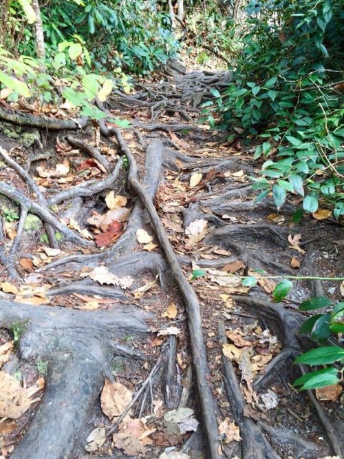A winding path covered with tree roots and scattered leaves, surrounded by lush green foliage.