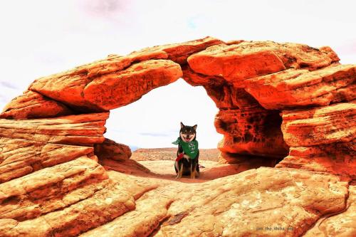 A dog wearing a green bandana sits in a natural rock arch in a desert landscape.