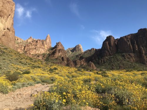 A vibrant landscape featuring rocky cliffs and a field of yellow wildflowers under a blue sky.