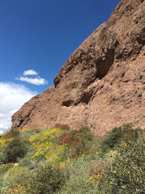 A rocky cliff rises above a vibrant landscape of wildflowers under a clear blue sky.