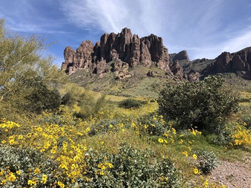 A vibrant landscape featuring yellow wildflowers in the foreground and rugged mountains under a blue sky in the background.