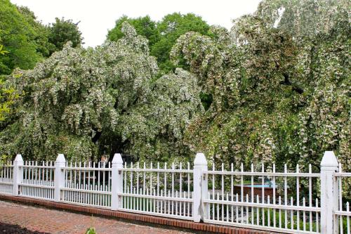 A white picket fence borders lush trees covered in white blossoms, creating a serene garden scene.