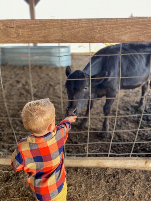 A young child in a plaid shirt reaches out to touch a black cow through a fence in a barn setting.
