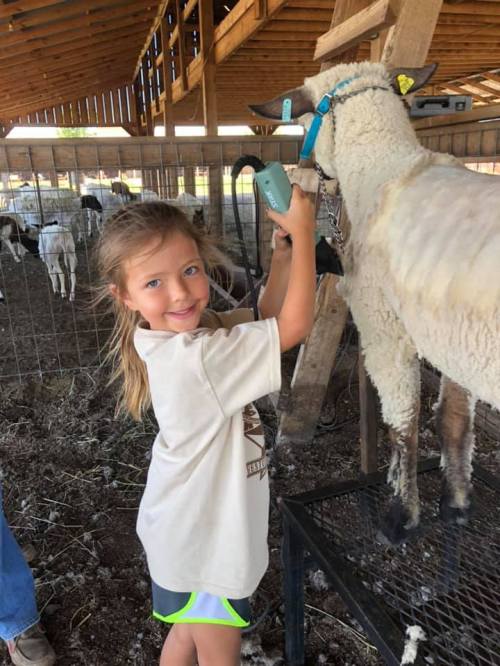 A young girl smiles while grooming a sheep in a barn, surrounded by other animals.