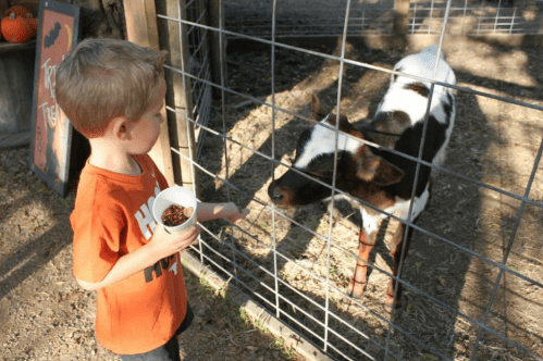 A young boy in an orange shirt holds a cup of food, reaching out to a black and white calf through a fence.