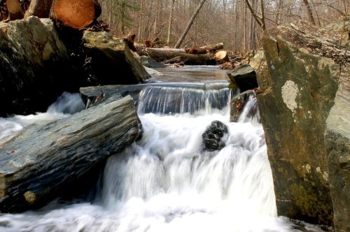 A serene stream flows over rocks in a wooded area, surrounded by trees and fallen logs.