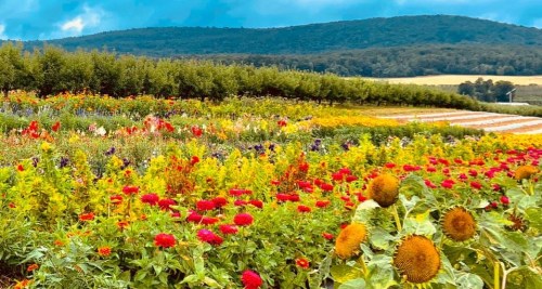 A vibrant field of colorful flowers, including sunflowers, with rolling hills in the background under a blue sky.