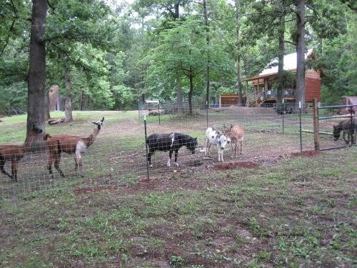 A group of goats and llamas grazing near a wooden cabin in a wooded area, surrounded by a fence.