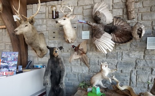Taxidermy display featuring deer, a bear, a turkey, and other wildlife mounted on a stone wall.