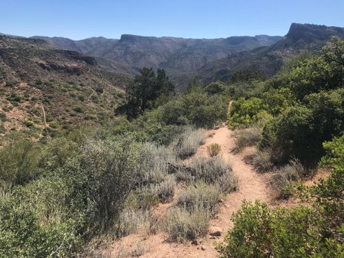 A winding dirt trail through lush greenery, with mountains in the background under a clear blue sky.
