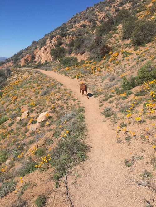 A dog walks along a dirt path surrounded by vibrant wildflowers and rocky hills under a clear blue sky.