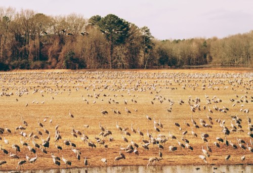 A vast field filled with numerous cranes, with trees in the background and a few birds flying overhead.