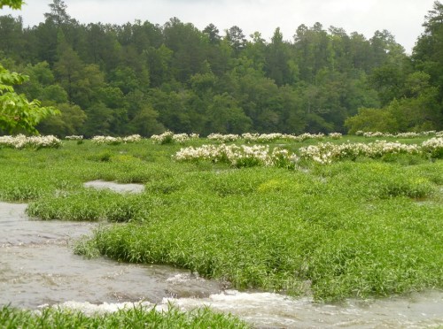 A serene landscape featuring a flowing stream surrounded by lush greenery and clusters of white flowers.