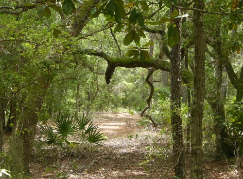 A winding path through a lush, green forest with trees and underbrush. Sunlight filters through the leaves.