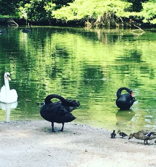 A serene pond scene with a white swan, a black swan, and ducks near the water's edge surrounded by greenery.