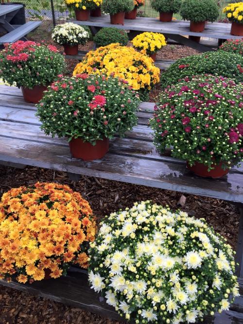 Colorful potted chrysanthemums in various shades of red, yellow, orange, and white arranged on wooden tables.