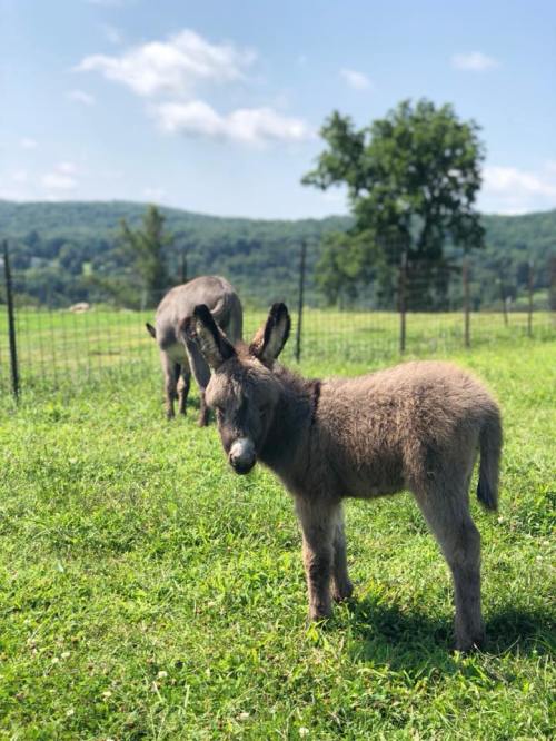 A young donkey stands in a grassy field with a larger donkey in the background and hills under a blue sky.