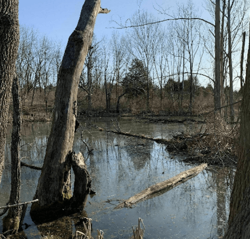 A serene wetland scene with bare trees, still water, and a clear blue sky.