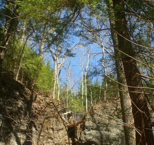 A rocky cliff surrounded by tall trees under a clear blue sky.