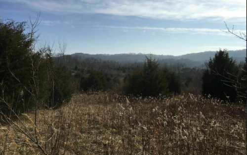 A serene landscape featuring rolling hills, sparse trees, and a clear blue sky, with tall grass in the foreground.