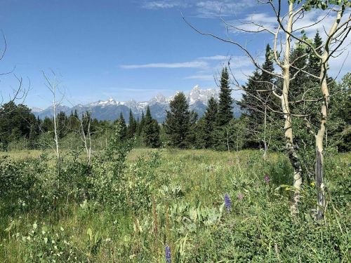 A lush green meadow with wildflowers, framed by trees and mountains in the background under a clear blue sky.