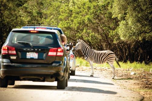 A zebra approaches cars on a dirt road, surrounded by trees in a wildlife setting.