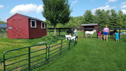Children interacting with ponies near a red barn on a sunny day, surrounded by green grass and trees.